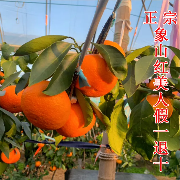 正宗现摘象山红美人5斤京东包邮礼盒【象山直发】柑橘红美人果冻橙