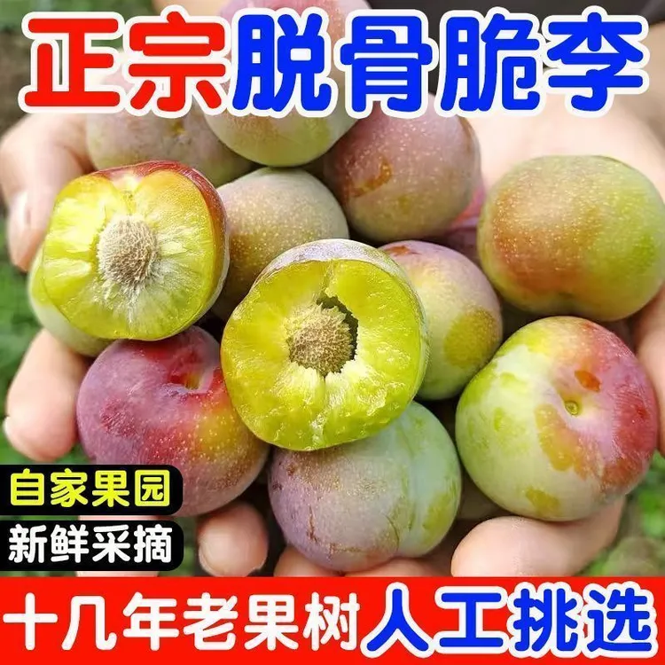 四川茵红李半边红脱骨李酸甜多汁新鲜水果果园直发