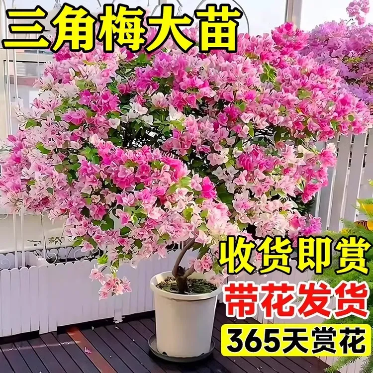 三角梅盆栽四季开花绿漳红樱爬藤植物花卉树苗老桩耐寒室内好养活