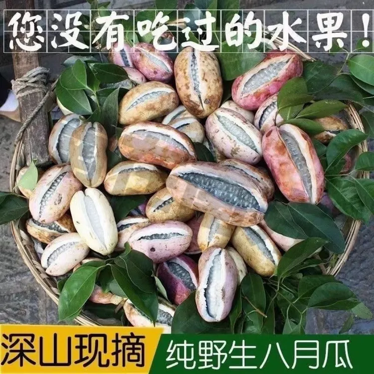 云贵高原八月瓜预知子珍珠果新鲜现摘香甜软糯当季水果顺丰包邮