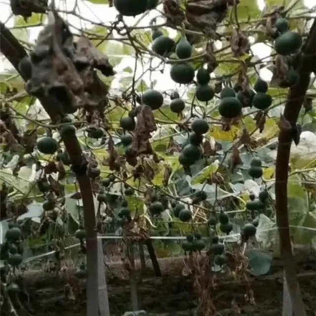 墨葫宝小种籽子芦翡翠绿葫芦盆栽手阳捻葫芦文玩种盆新品种八台栽