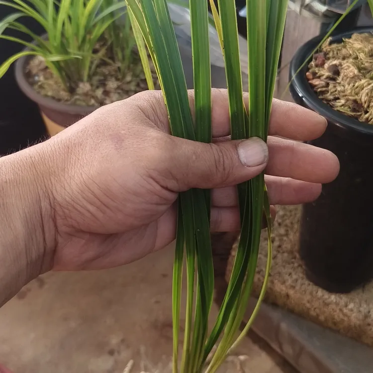 秋芝黄边一苗一牙