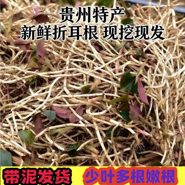 现挖新鲜带泥带叶折耳根特产蔬菜可凉拌