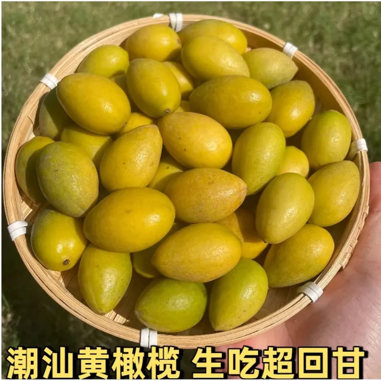 潮汕特产新鲜黄橄榄百年老树煲汤上等品质甘香化渣鲜果