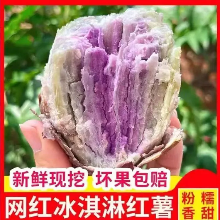 广东沙地新鲜现挖冰淇淋红薯一点红番薯粉糯香甜粗粮