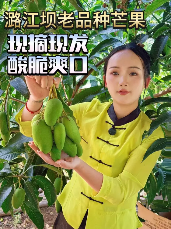 云南潞江坝老品种大树绿芒果生吃芒酸脆爽口当季水果