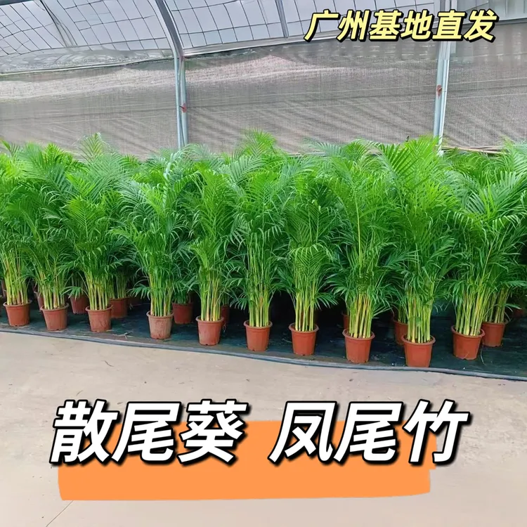 散尾葵大型盆栽室内客厅绿植净化空气四季常绿广州基地直发凤尾竹
