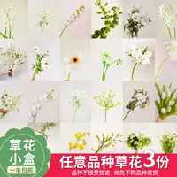 【云舍花卉】【不指定快递】一单包邮草花小盒【任意三份草花】