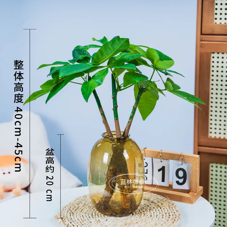 三杆水培发财树植物（40-45cm）办公室内桌面绿植客厅四季常青好养