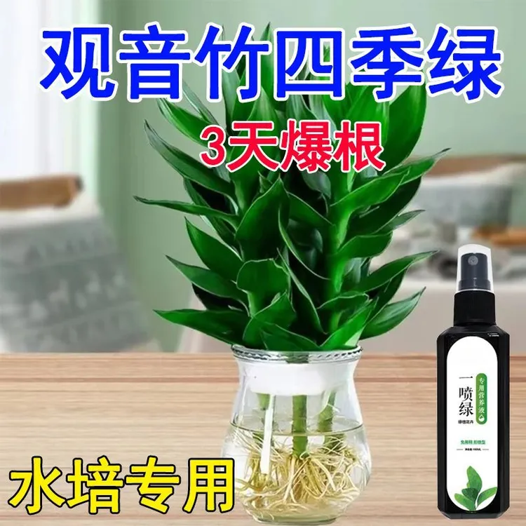 观音竹快速爆根专用营养液四季常绿花肥水养盆栽通用液体肥植物