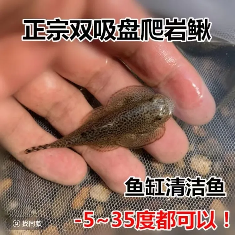 贵州爬岩鳅双吸盘吃藻鳅冷水观赏鱼淡水清洁除藻广东发货兰寿金鱼