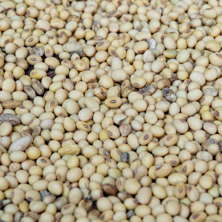 小黄豆 老品种豆浆 豆腐 煮粥 豆浆[学孔镇]桃子坪村