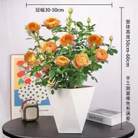 云南新款果汁阳台月季大花苗带花苞多季节重复开花盆栽