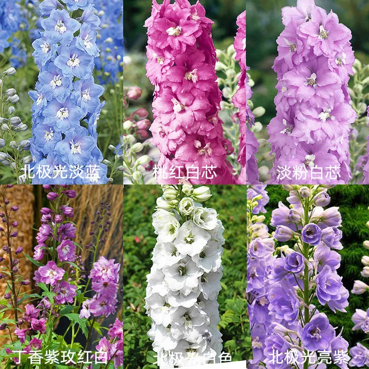 逸棵多年生大花飞燕草种苗组合四季种开花春季阳台盆栽植物易种活