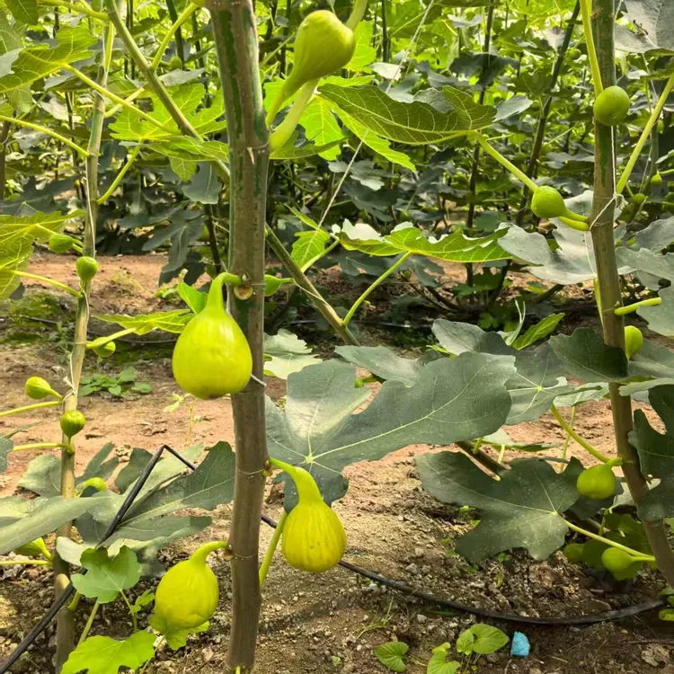 青皮波姬红新鲜树上熟果现采现发应季美味无花果