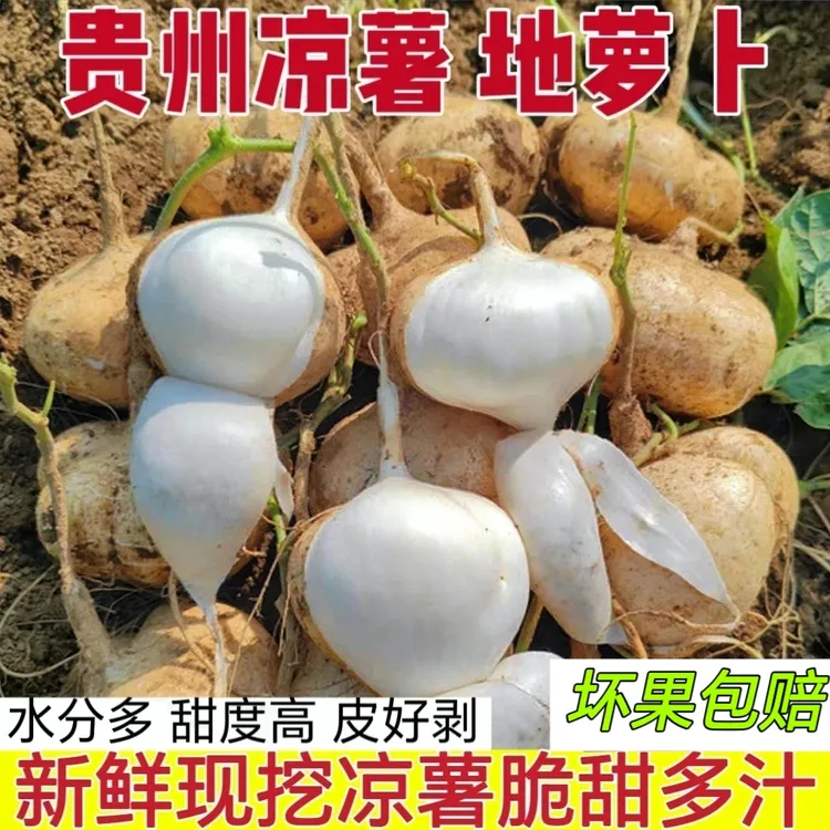 贵州安顺新鲜地萝卜凉薯脆甜多汁沙地种植皮薄肉厚当季水果沙葛