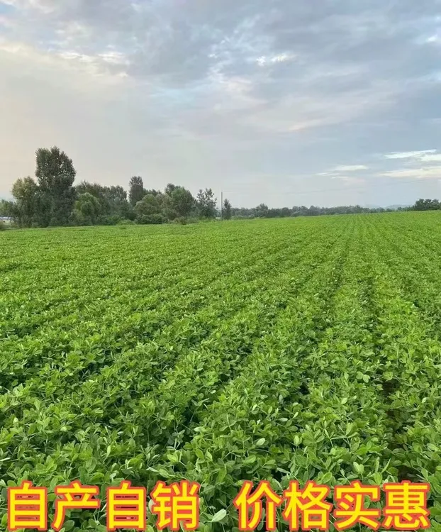 2025年新鲜花生带壳农家现挖现发当季的湿花生带泥粉皮水煮可包邮