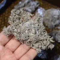 野生茵陈100g正品新鲜干货茵陈拍2送1拍3送2