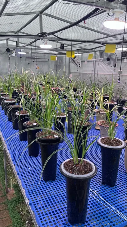 兰花种植专用盖面土，护颈红土
