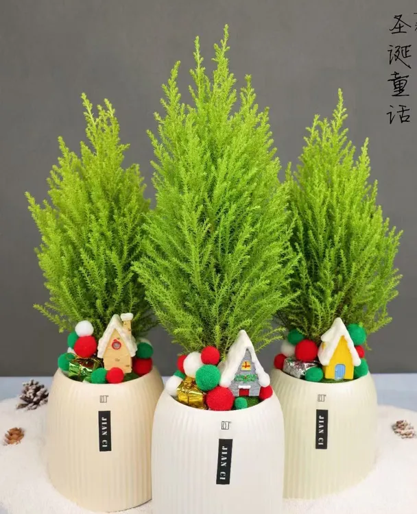 小香松圣诞树盆栽室内室外阳台庭院办公室绿植春季好养懒人盆栽