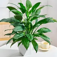 一帆风顺白掌盆栽室内水培绿植净化空气四季开花好养花卉