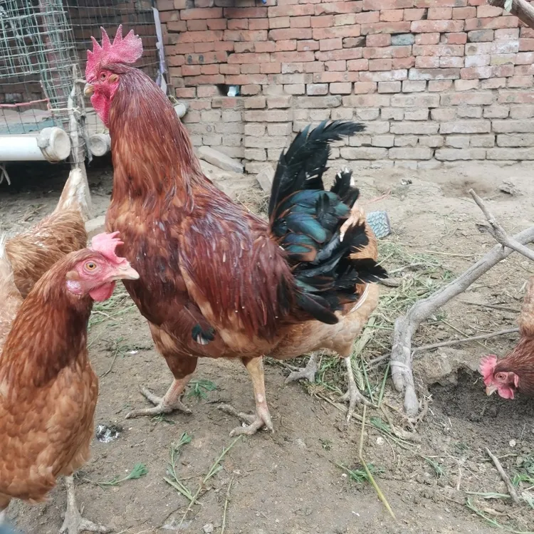 老乡家散养溜达土鸡小笨鸡 大公鸡5-6斤
