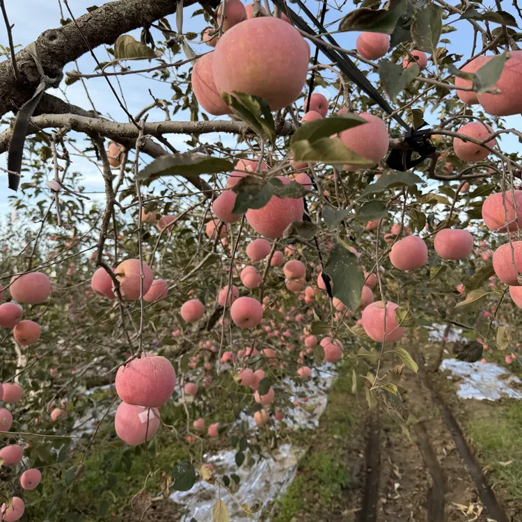 山东烟台栖霞红富士苹果新鲜脆甜多汁应季水果