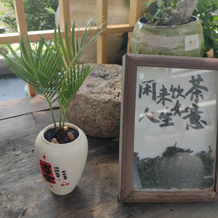 室内精品迷你绿植室内绿植客厅小盆栽绿植盆栽铁树/铁树宝宝