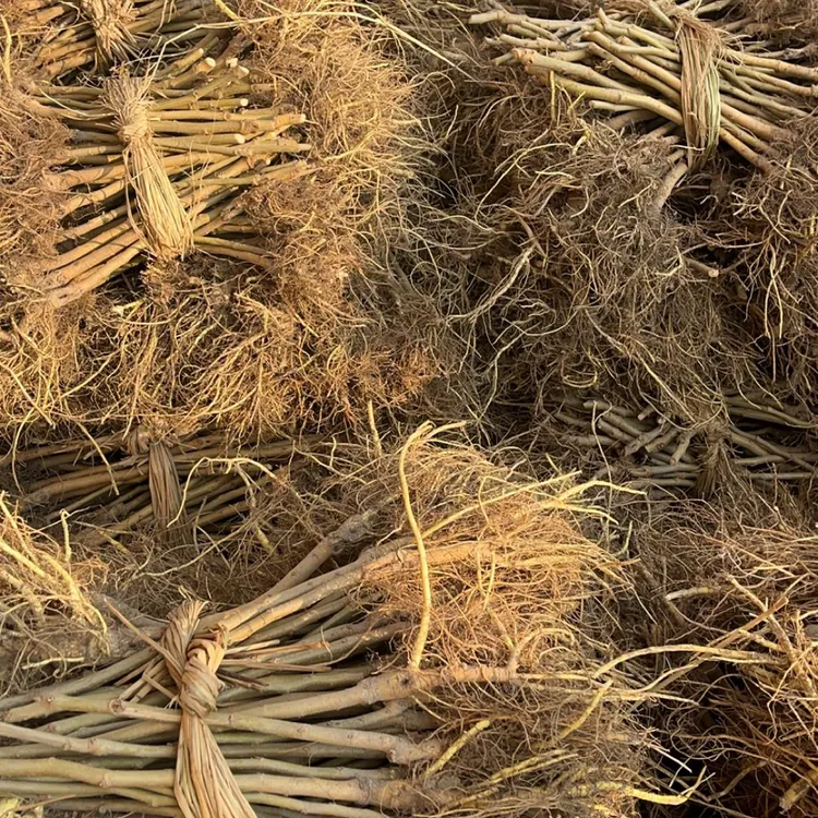 强桑一号嫁接苗农桑14号桑树苗养蚕大叶子正宗海宁嫁接桑苗