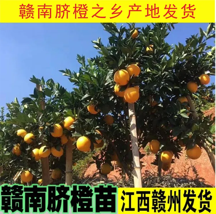 正宗江西赣南脐橙苗纽荷尔脐橙果树苗红肉血橙子苗裸根嫁接脐橙苗
