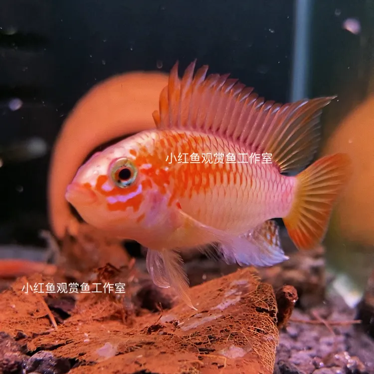 南美短鲷鱼，黄金维吉塔，热带活体观赏鱼，一手货源非鱼场鱼