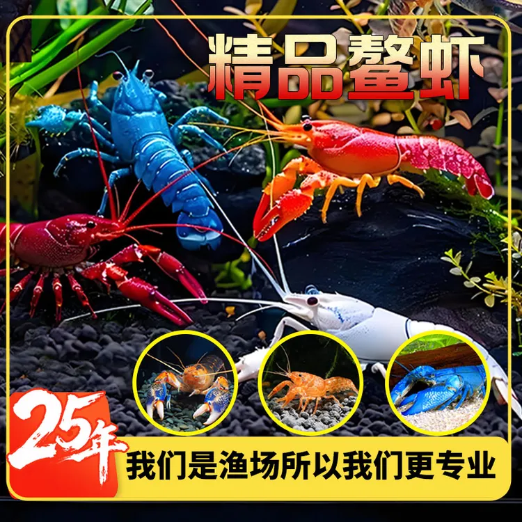 鳌虾观赏虾淡水龙虾冷水耐活宠物虾火山原生天空蓝魔虾青花瓷鳌虾