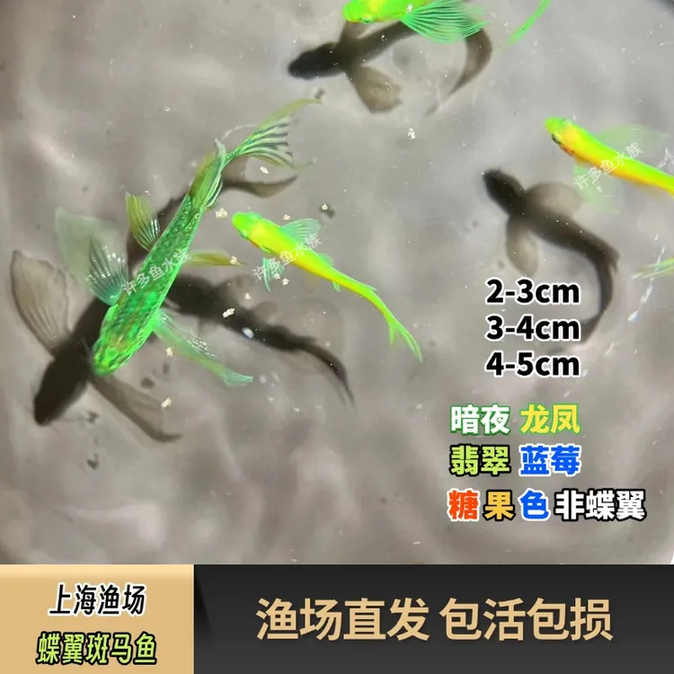 暗夜蝶翼斑马鱼蓝莓紫仙翡翠七彩小型观赏鱼新手好养桌面缸古法缸