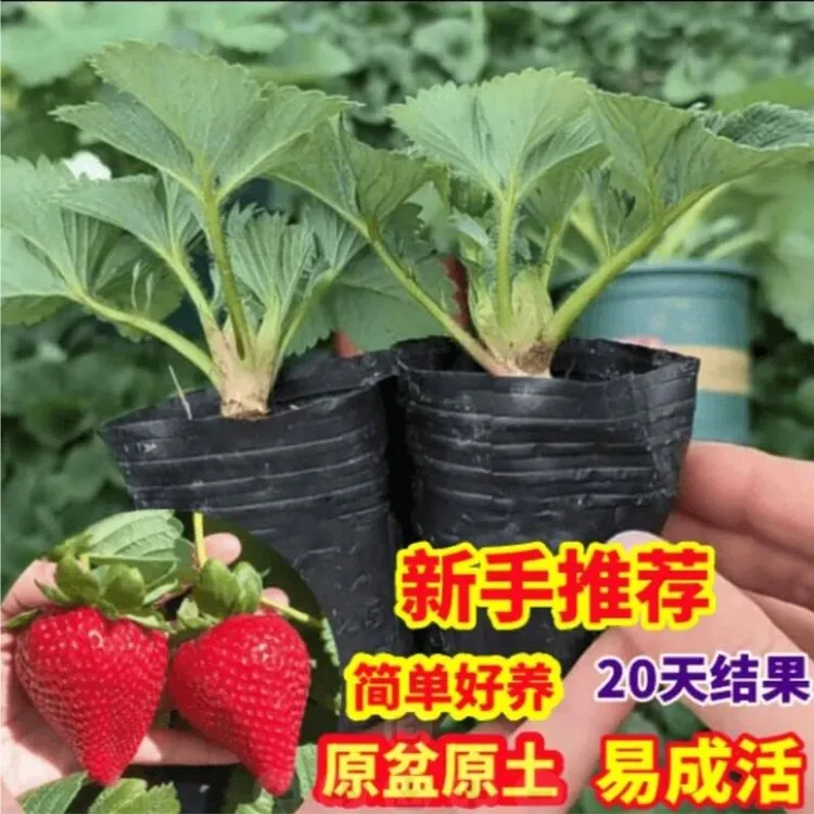 奶油草莓苗盆栽带盆带食用四季丹东红颜草莓秧新苗阳台庭院种植苗