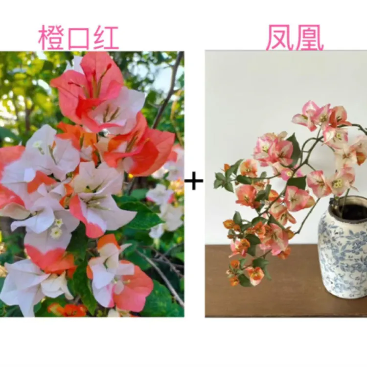 （凤凰+橙口红）稀缺品种组合到手2棵三角梅基地直邮不带花不带盆