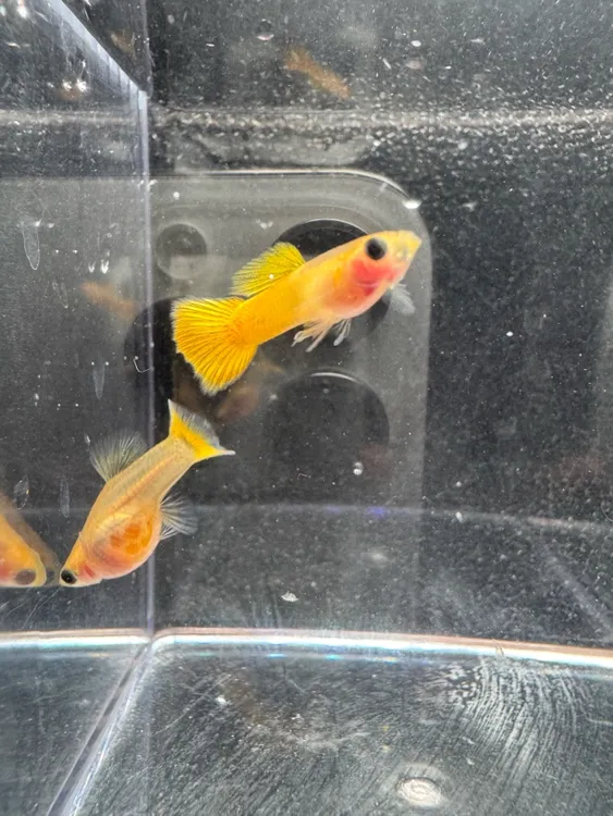 精品卡姿兰豆豆眼黄金玻璃猫种鱼小型鱼热带鱼观赏鱼