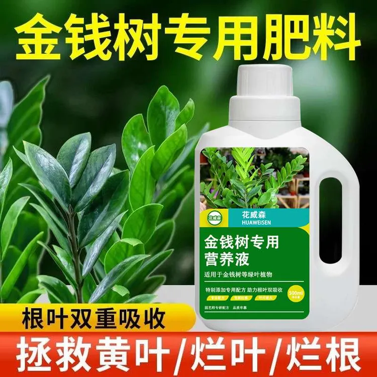 金钱树营养液黄叶子烂根室内盆栽摇钱树肥钱串子金钱树肥料专用肥