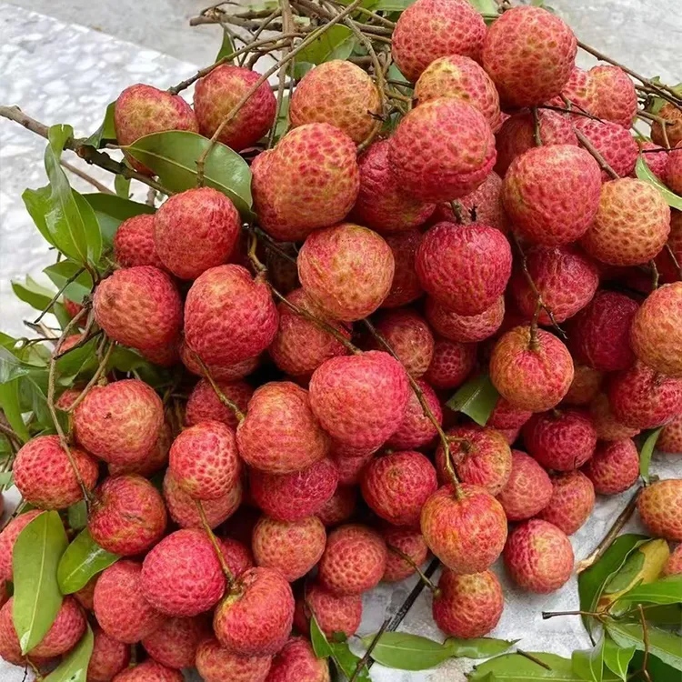 【预售】【6月28发货】增城顺丰空运桂味荔枝产地直发5斤（净重4.5斤）