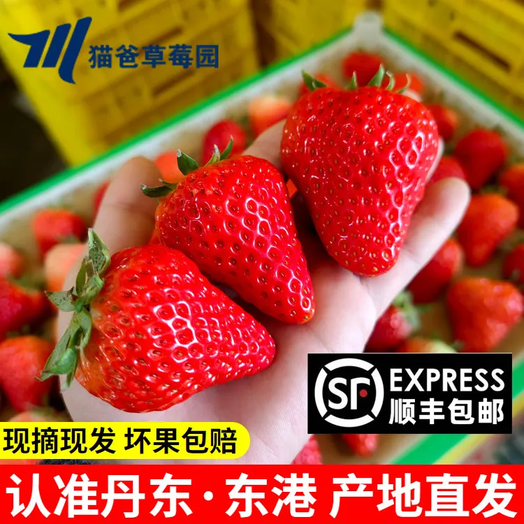 【现摘现发】正宗丹东九九草莓红颜99牛奶草莓产地直发顺丰空运包邮