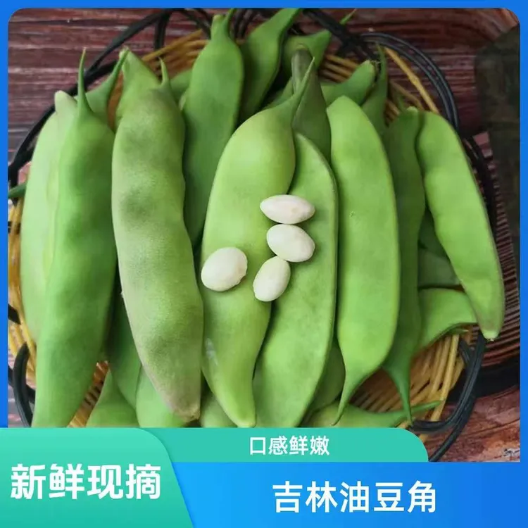 东北吉林梨树九月青油豆角
