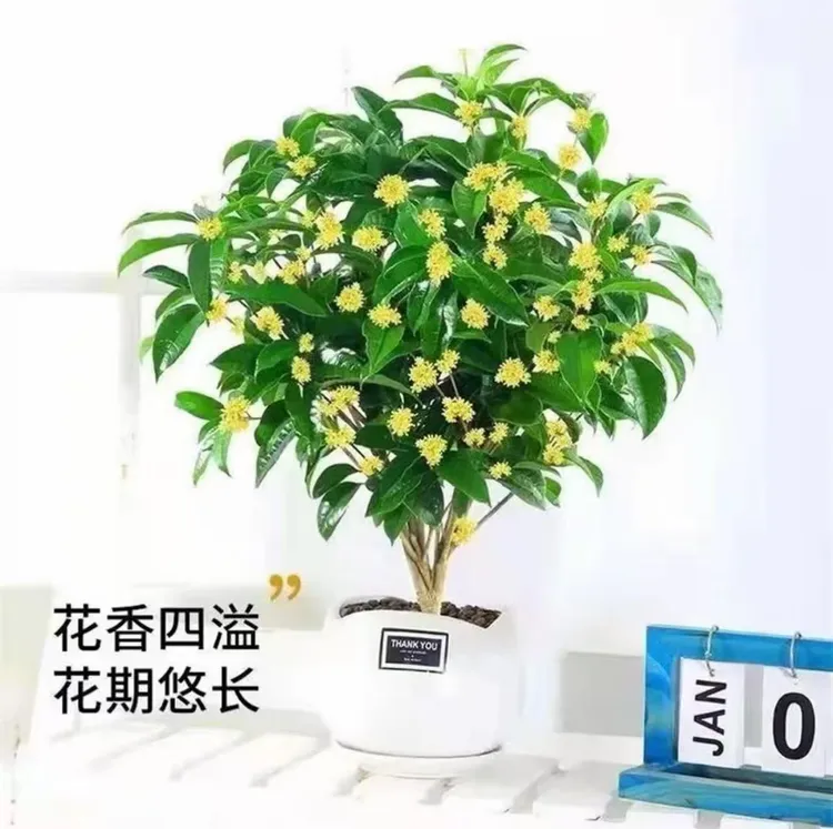 盆栽四季桂花树月月桂开花阳台室内外易活庭院花卉金边吊兰绿植