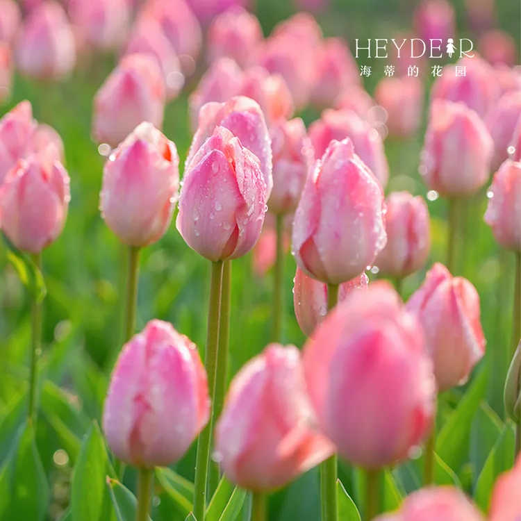 海蒂的花园郁金香种球自然球5度球多品进口花卉阳台养护种植球根