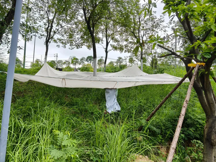 便捷采摘八角网袋，采摘青梅网，采摘核桃网，采摘杨梅网