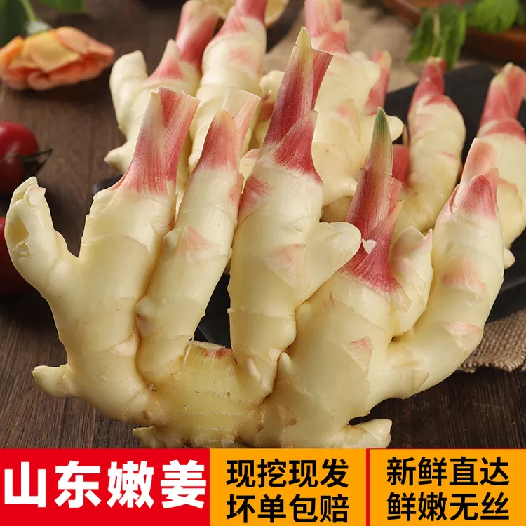 山东嫩姜新鲜生姜仔姜鲜姜腌制嫩姜芽红芽非姜新鲜姜