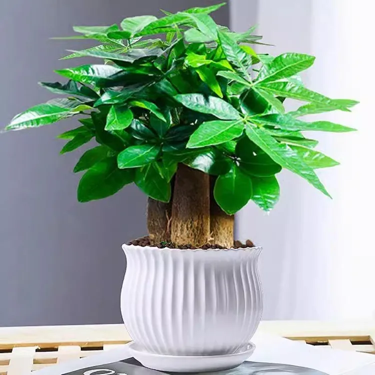 迷你发财树小绿植室内办公室易养四季观叶净化空气吸甲醛水培绿植