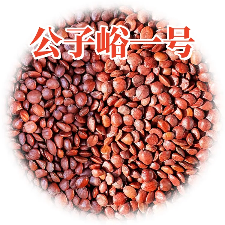 公子峪一号酸枣仁种子高产稳产双仁多出仁率高含量足大部分免嫁接