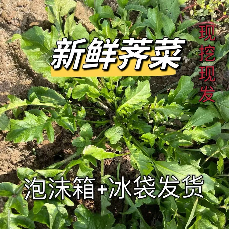 【粉丝专享】2026新鲜包邮荠菜现挖荠荠菜水饺馄饨馅
