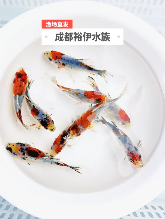 大尺寸传统水墨兰花国粹草金鱼好看好养淡水观赏鱼