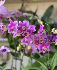 新加坡小姐【 秋石斛】粉色爆花好养花期长 云南鲜花绿植