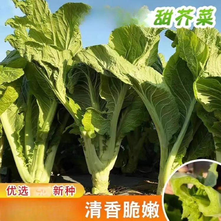 【大叶甜芥菜种子】客家甜芥菜大叶清脆无丝农家蔬菜种籽商品图